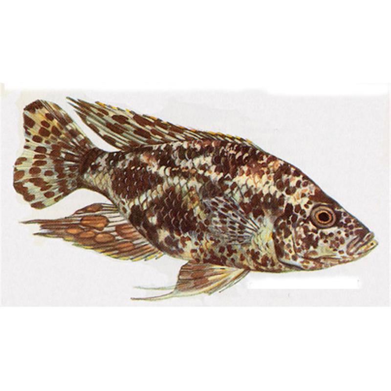 Haplochromis polystigma - imagine 5